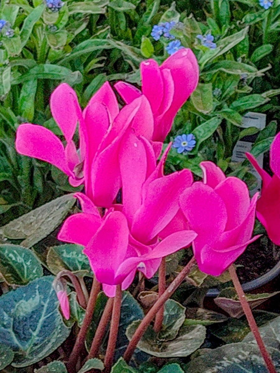 春花拜友--祝春安！！！