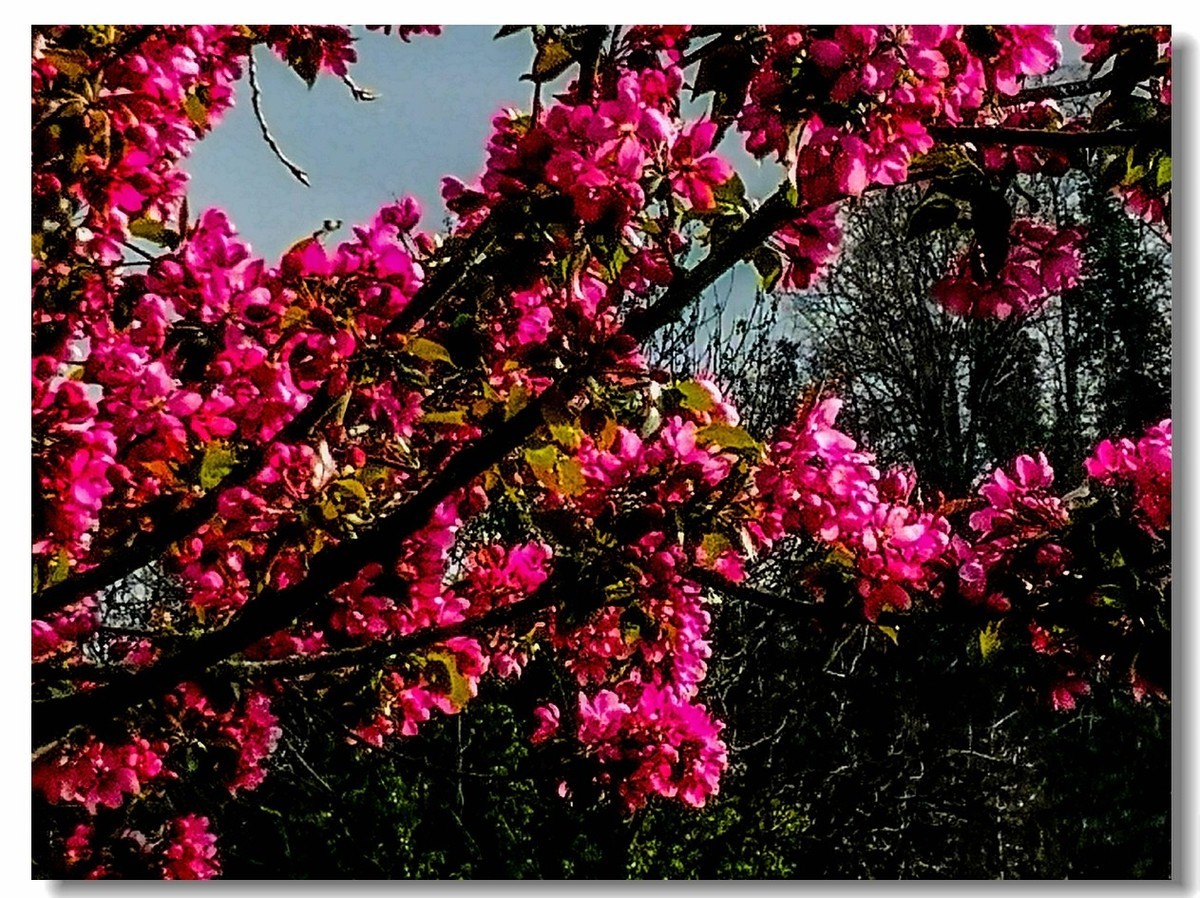 春花拜友--祝春安！！！