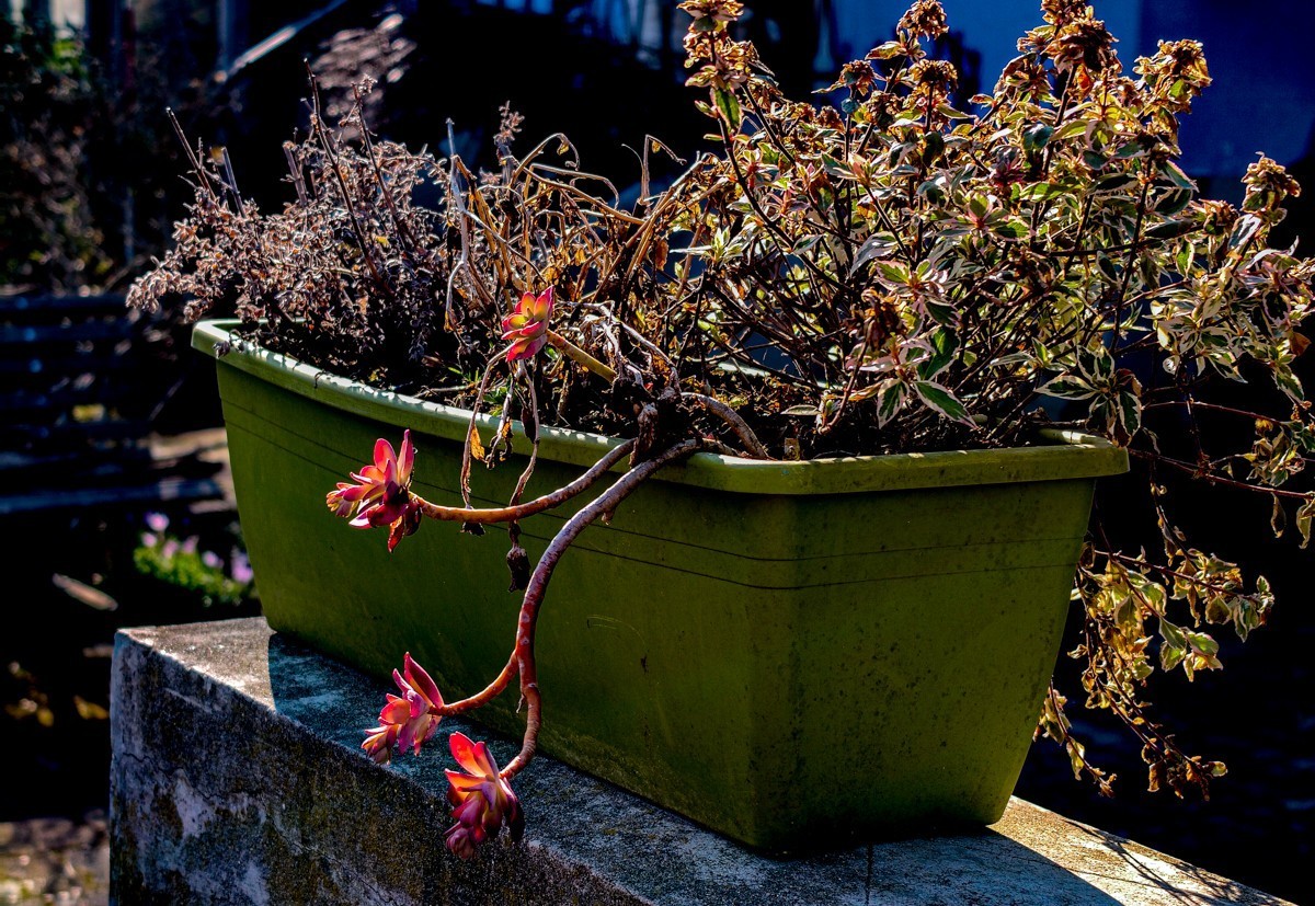 春花拜友--祝春安！！！