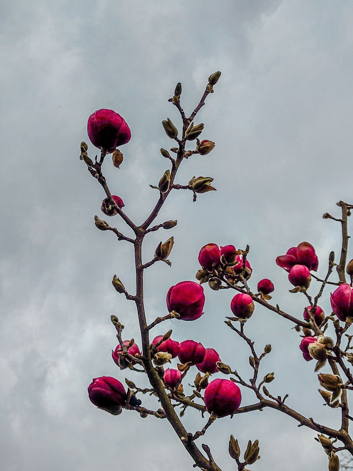 春花拜友--祝春安！！！