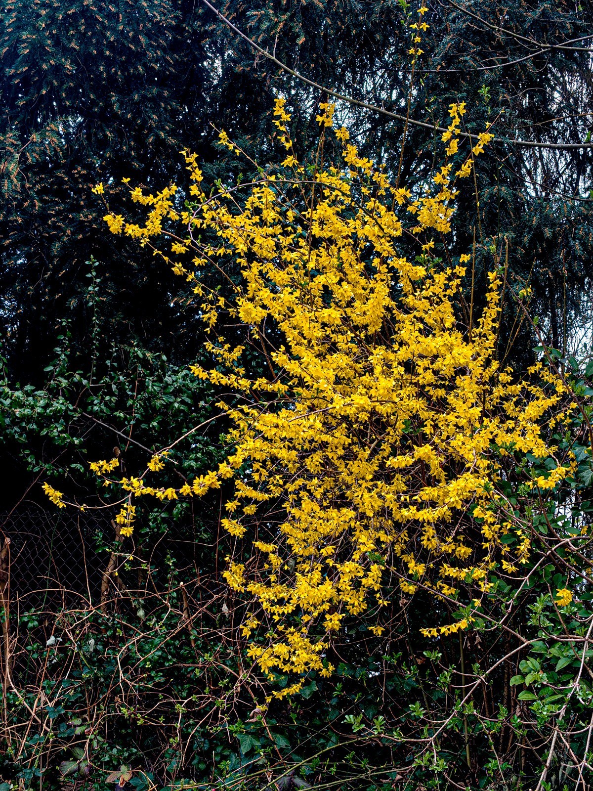 春花拜友--祝春安！！！
