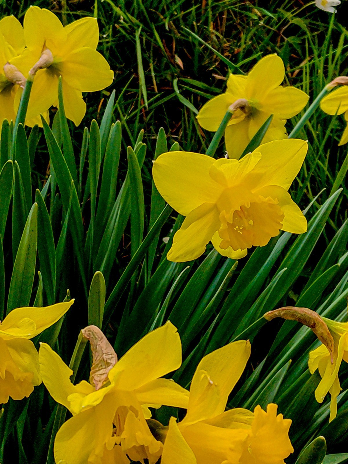 春花拜友--祝春安！！！