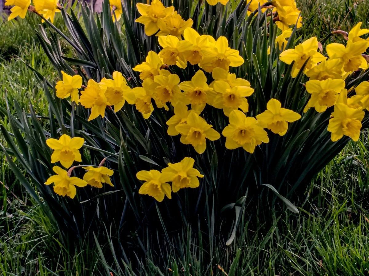 春花拜友--祝春安！！！