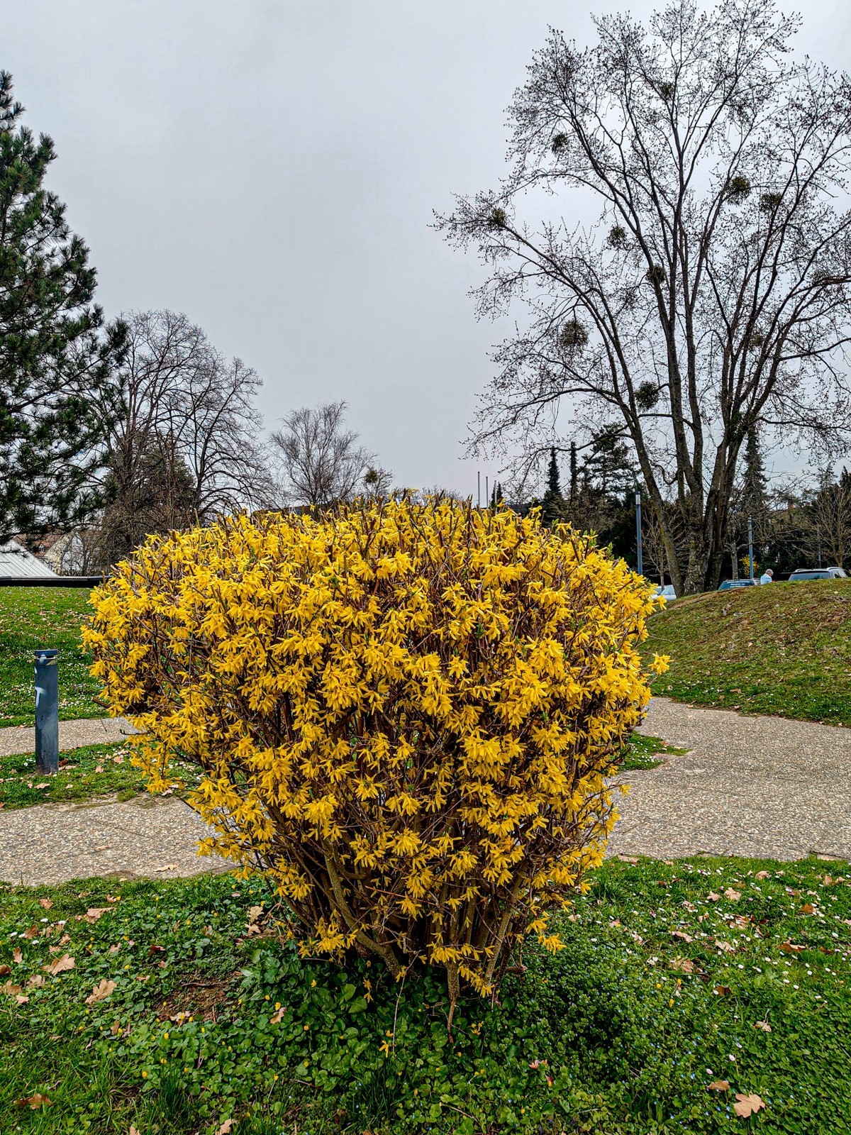 春花拜友--祝春安！！！