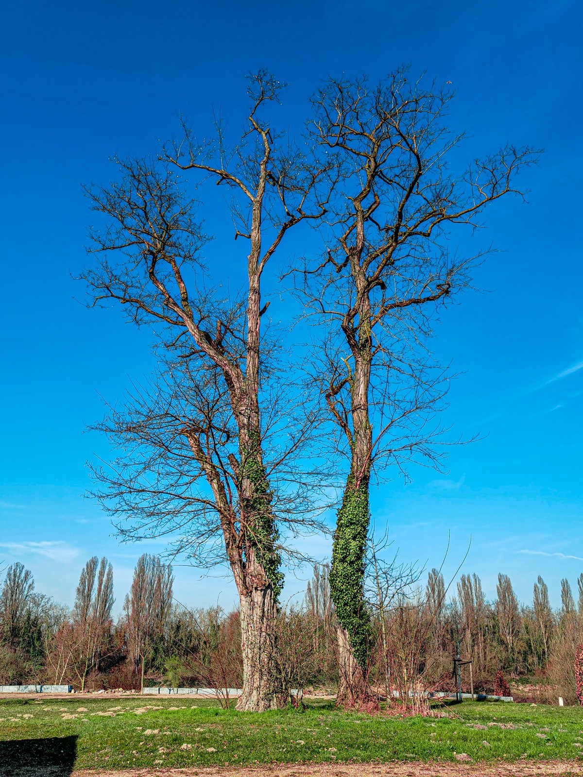 莱茵河畔春光美