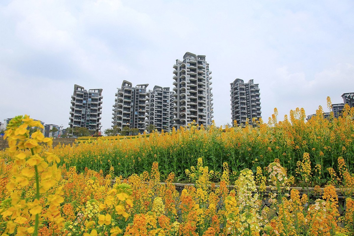多彩油菜花【九】2025.089