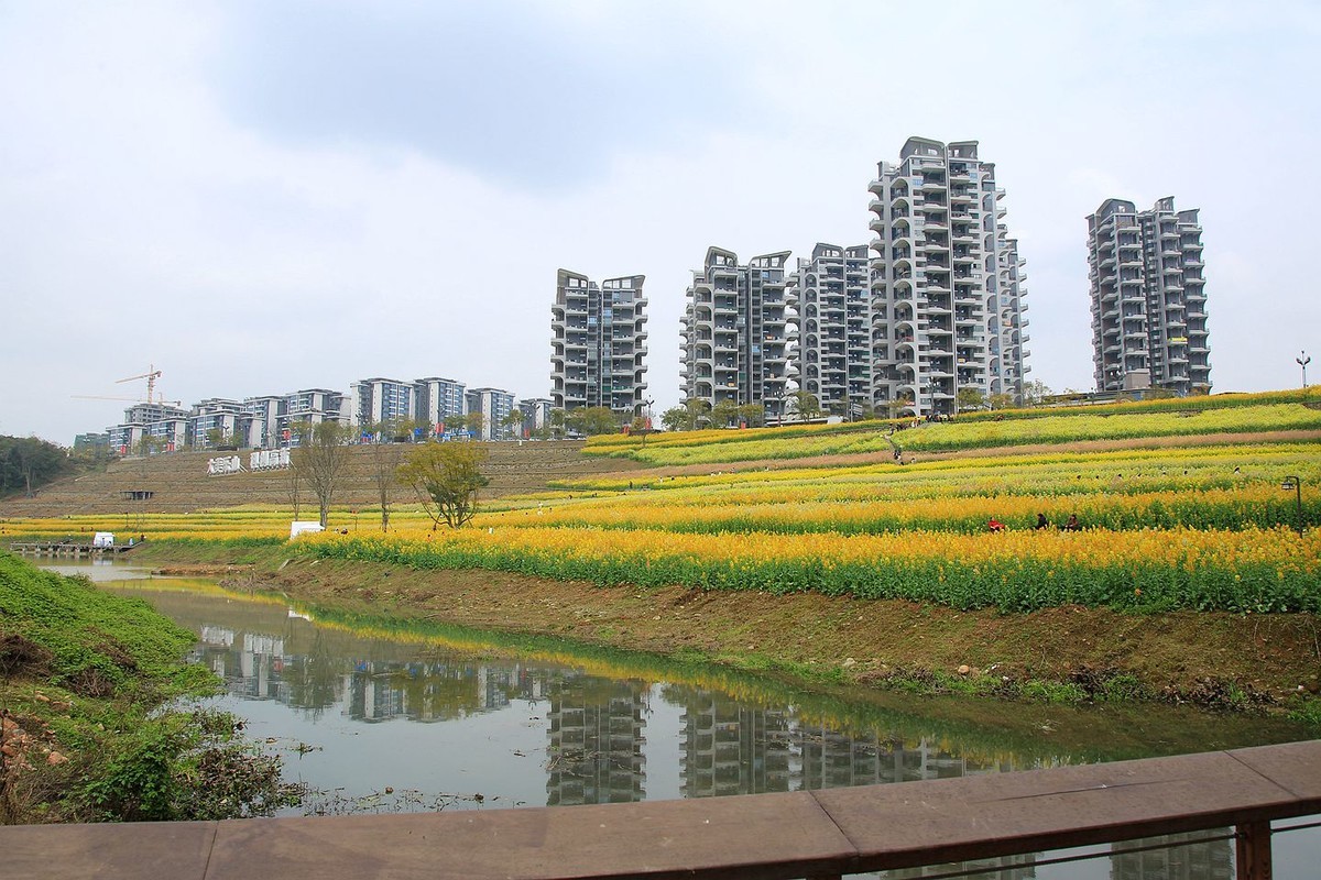 多彩油菜花【九】2025.089