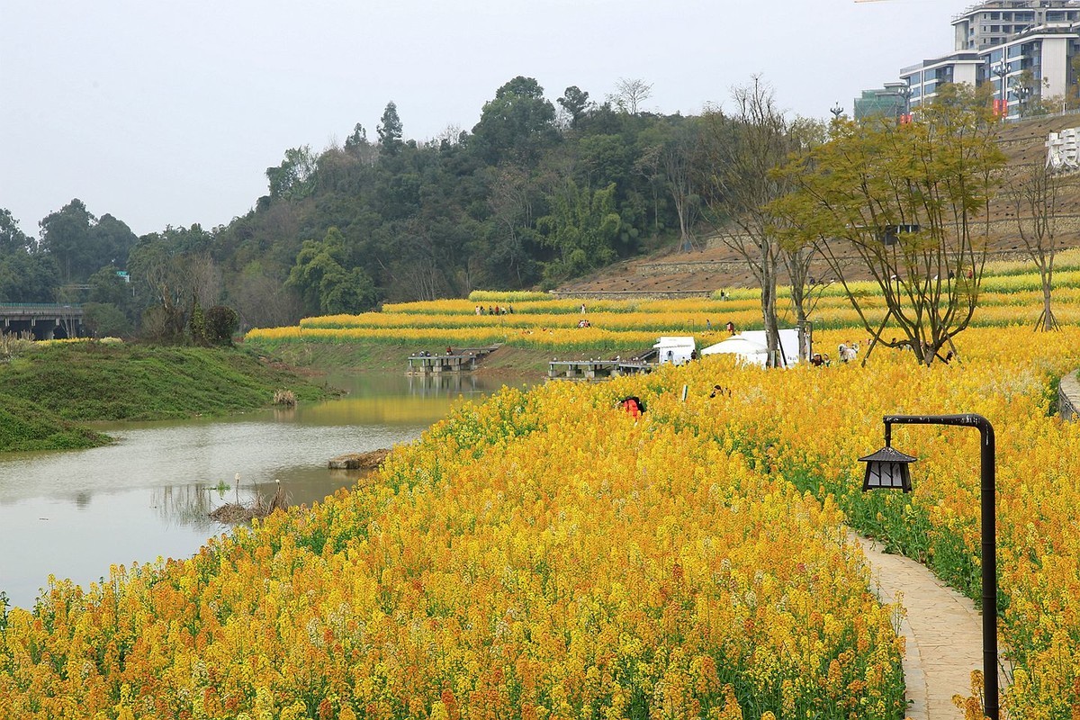 多彩油菜花【九】2025.089