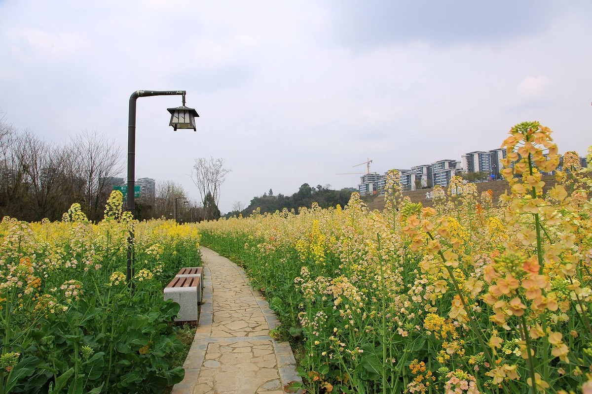 多彩油菜花【九】2025.089