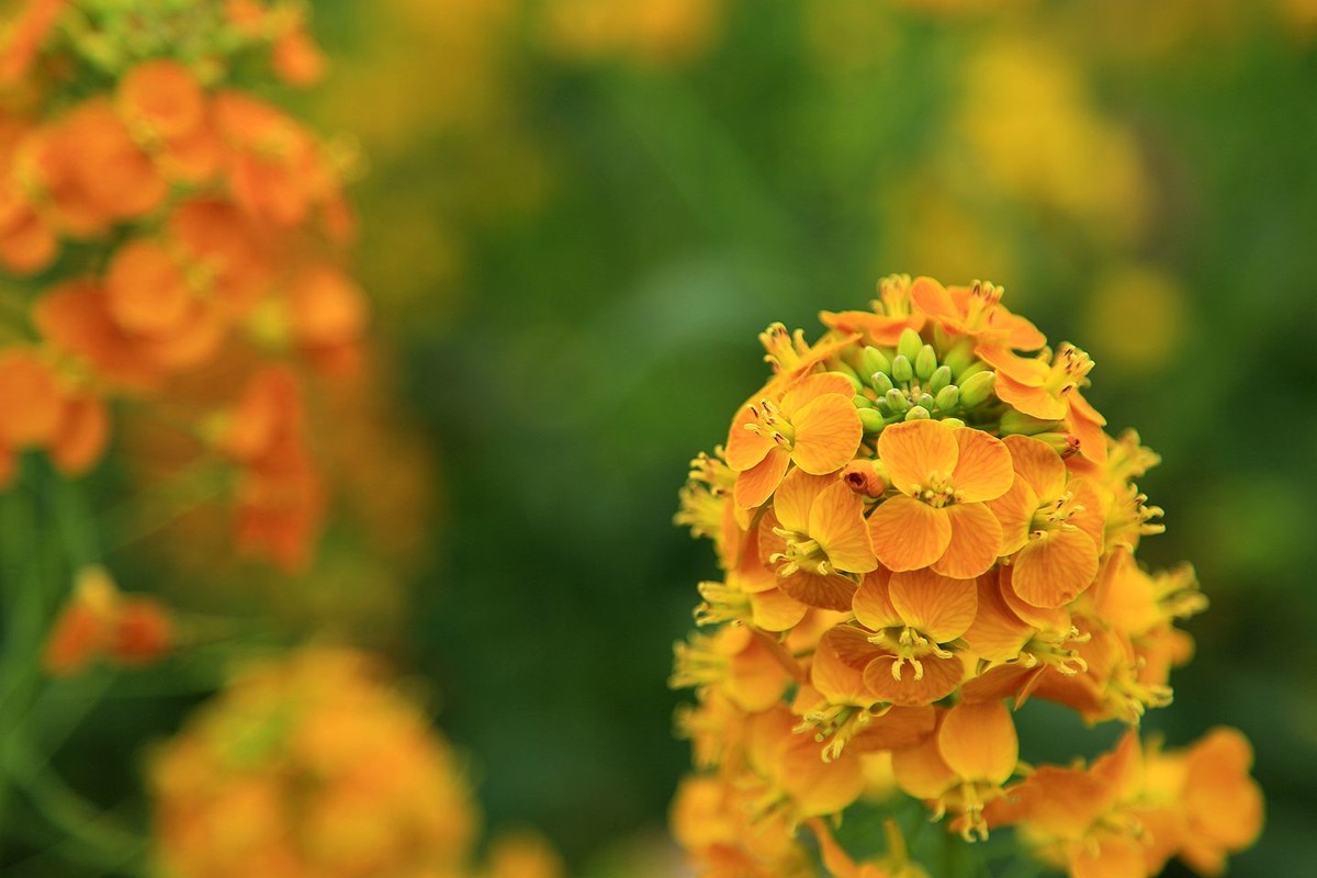 多彩油菜花【九】2025.089