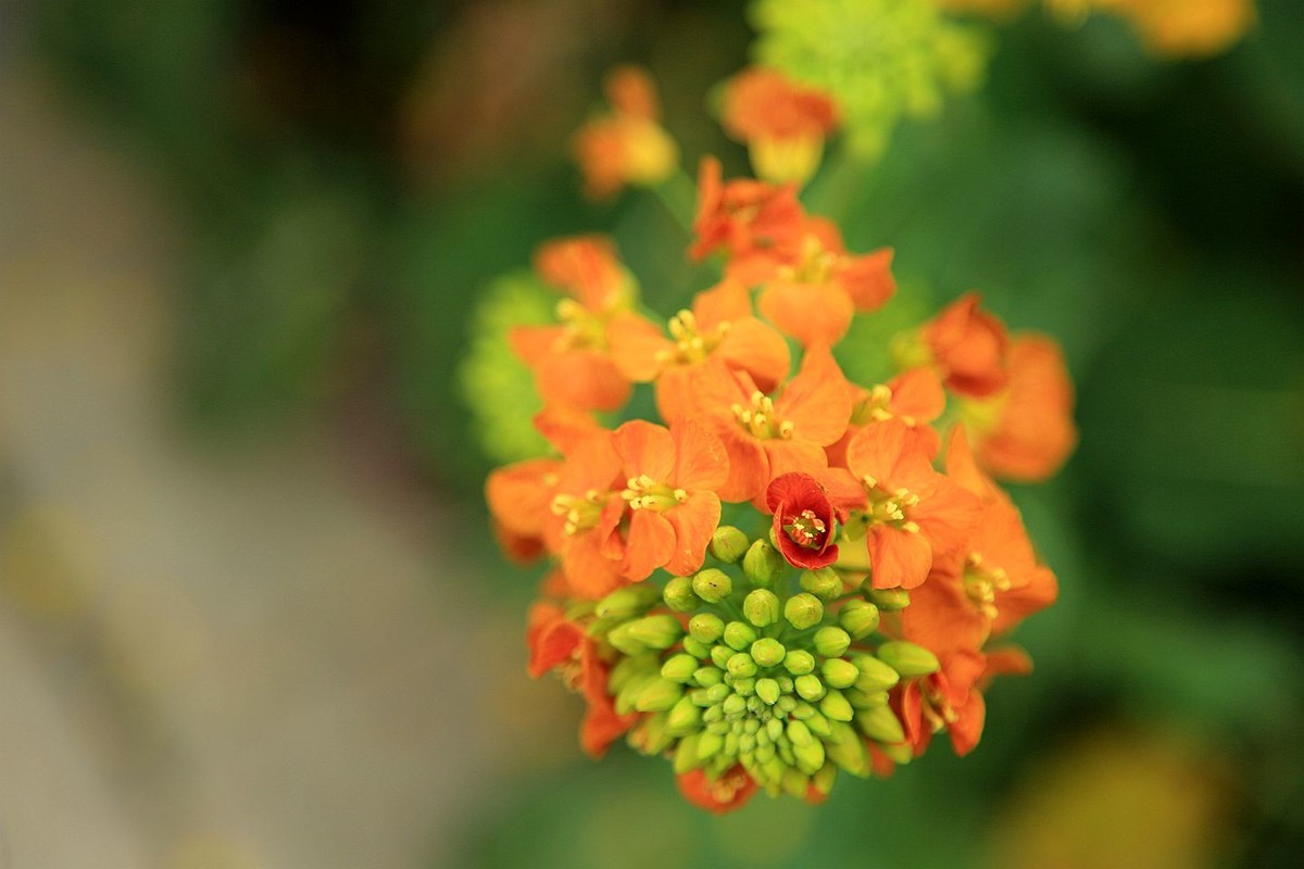 多彩油菜花【九】2025.089