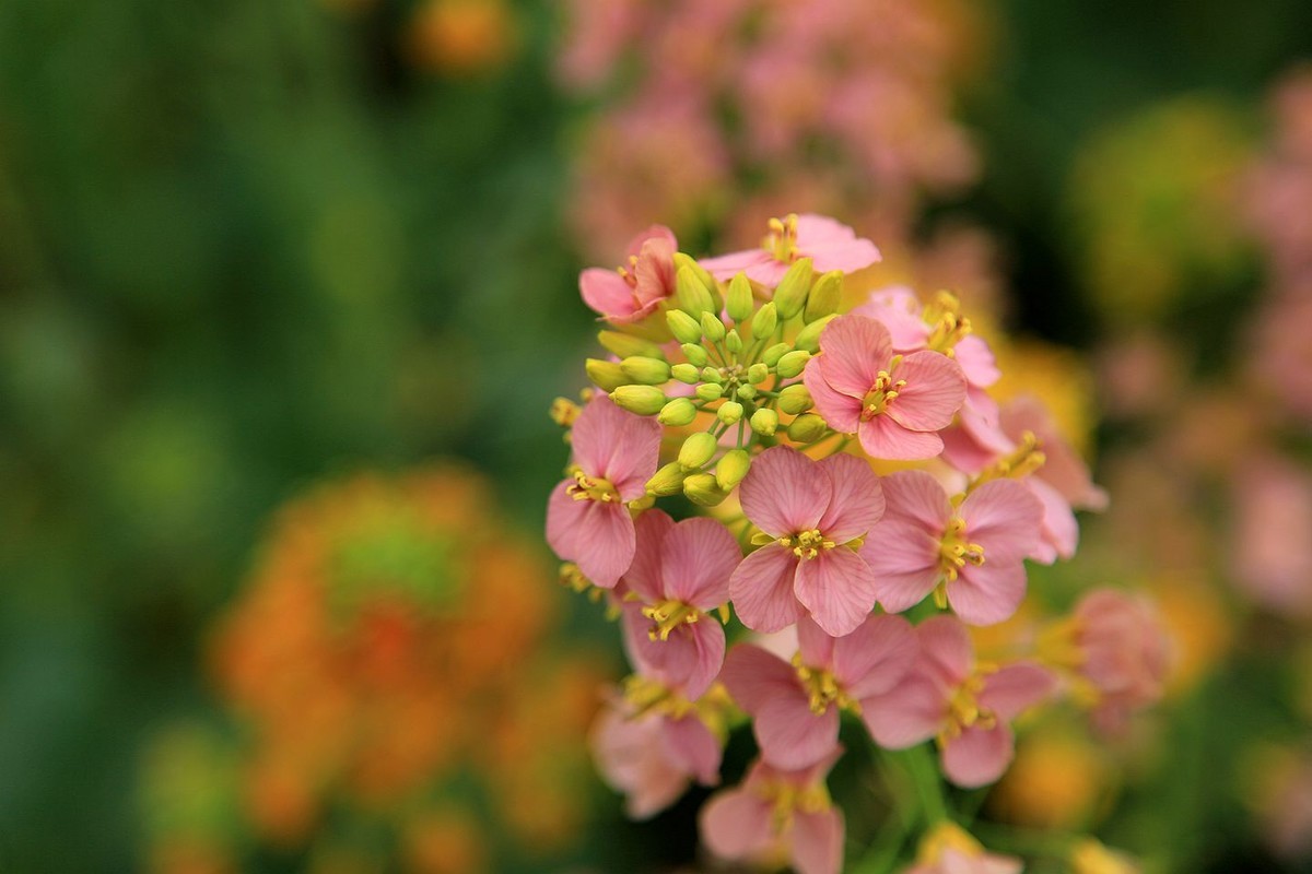 多彩油菜花【九】2025.089