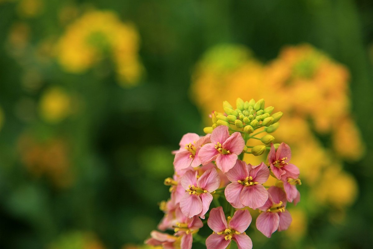 多彩油菜花【九】2025.089