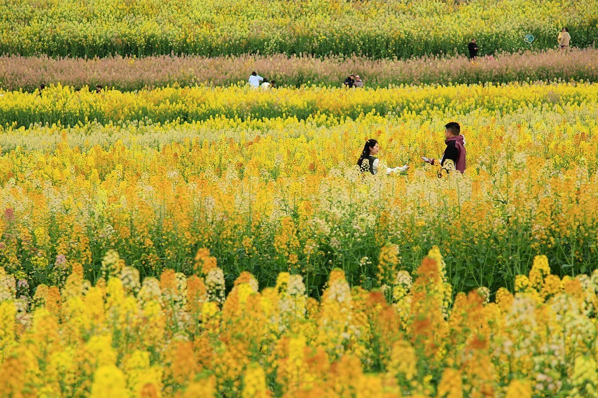 多彩油菜花【九】2025.089