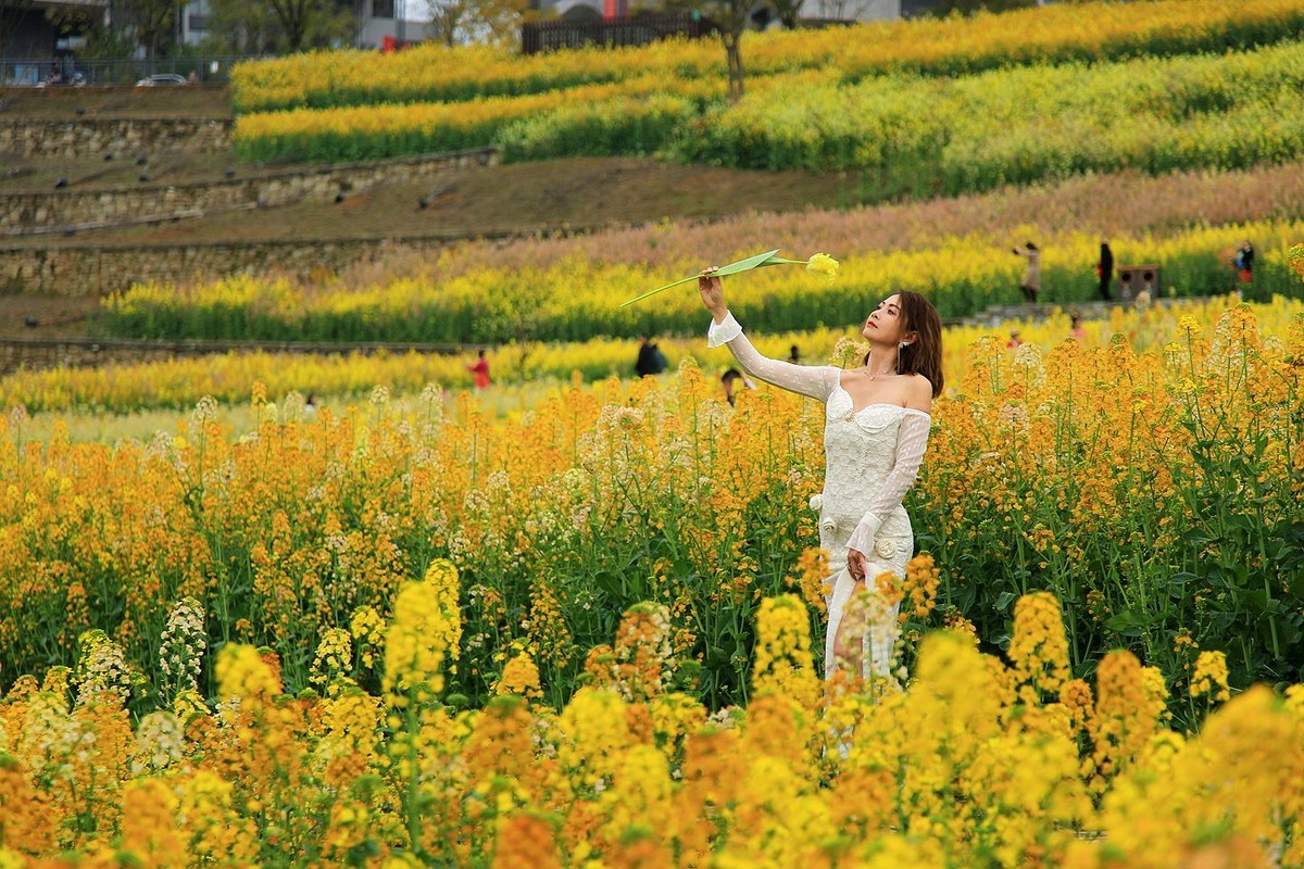 多彩油菜花【九】2025.089