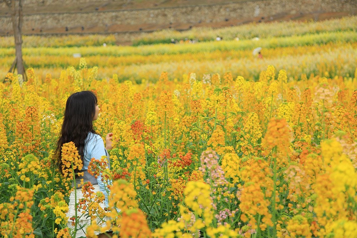 多彩油菜花【九】2025.089