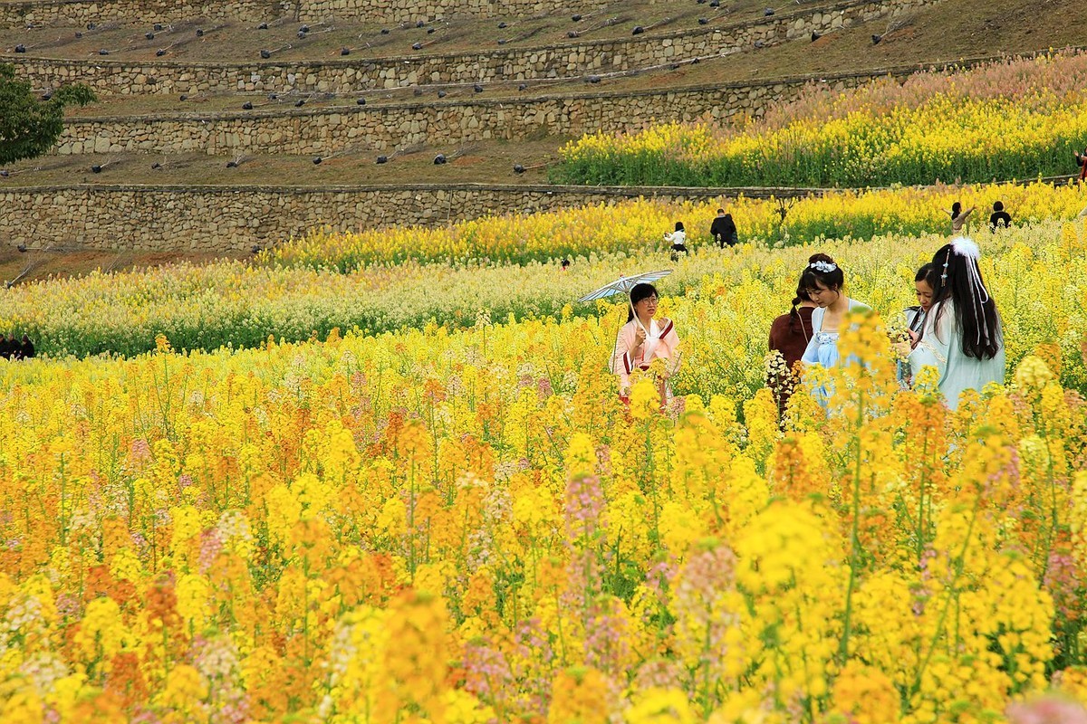 多彩油菜花【九】2025.089