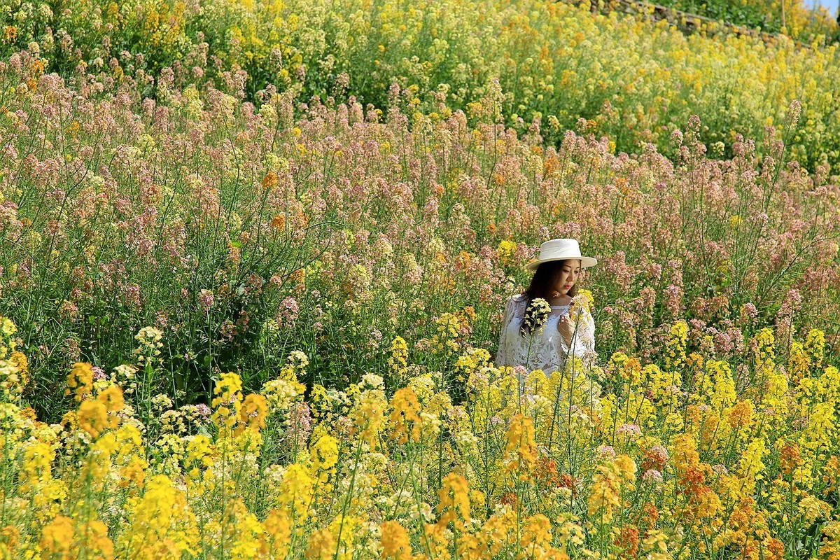 多彩油菜花【九】2025.089