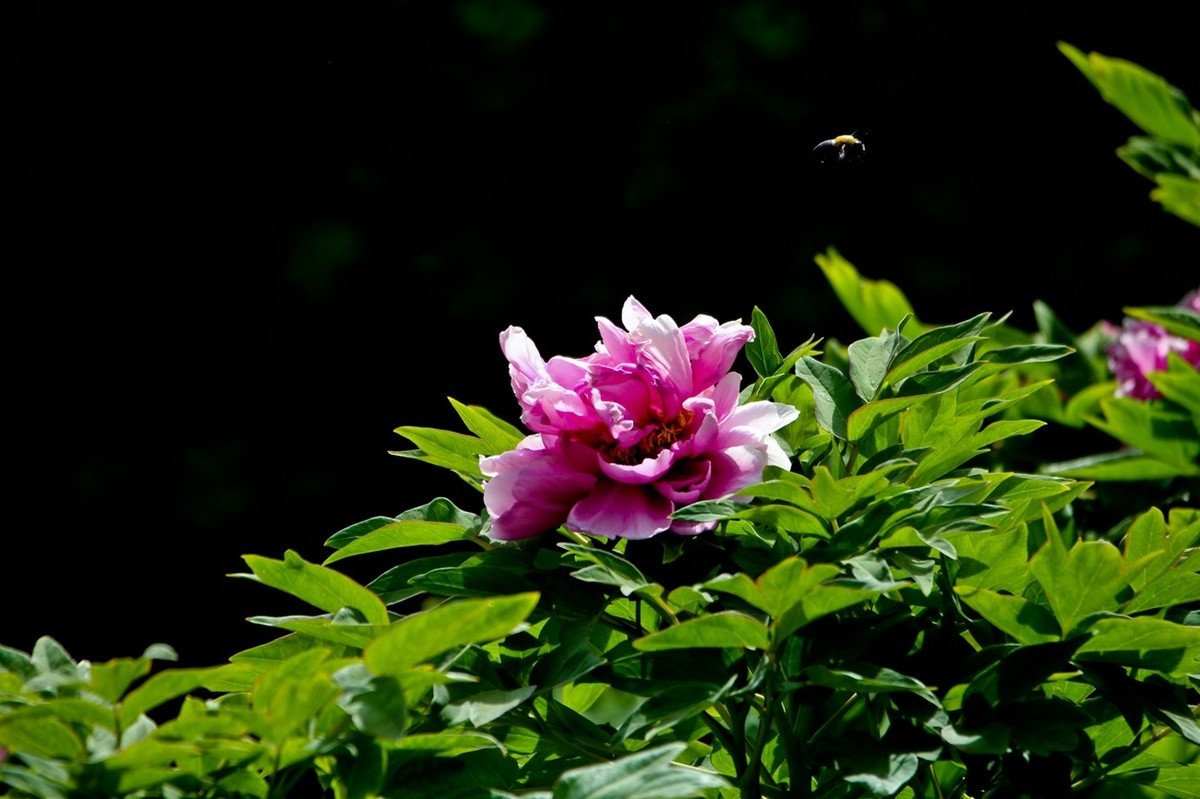 仲春——牡丹