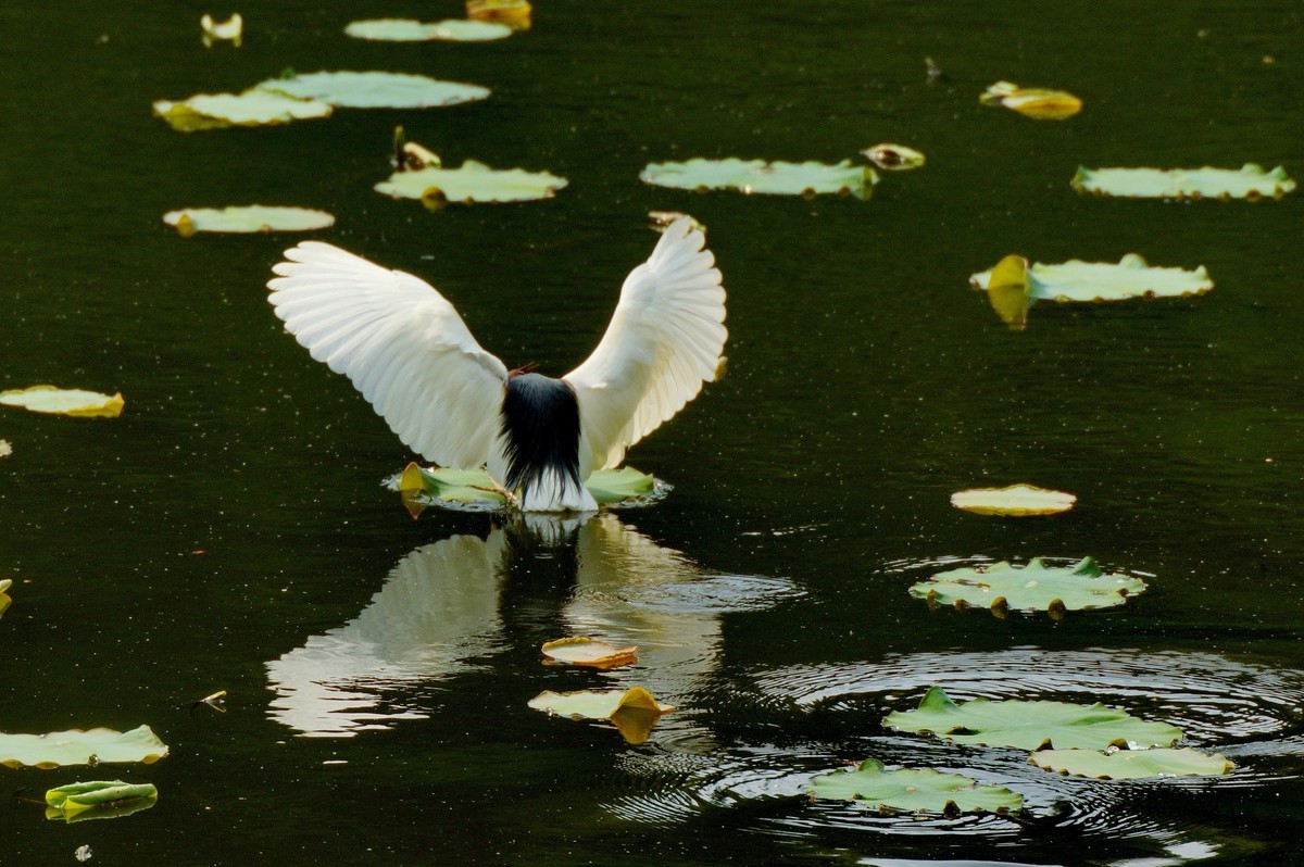 池 塘 拍 池 鹭