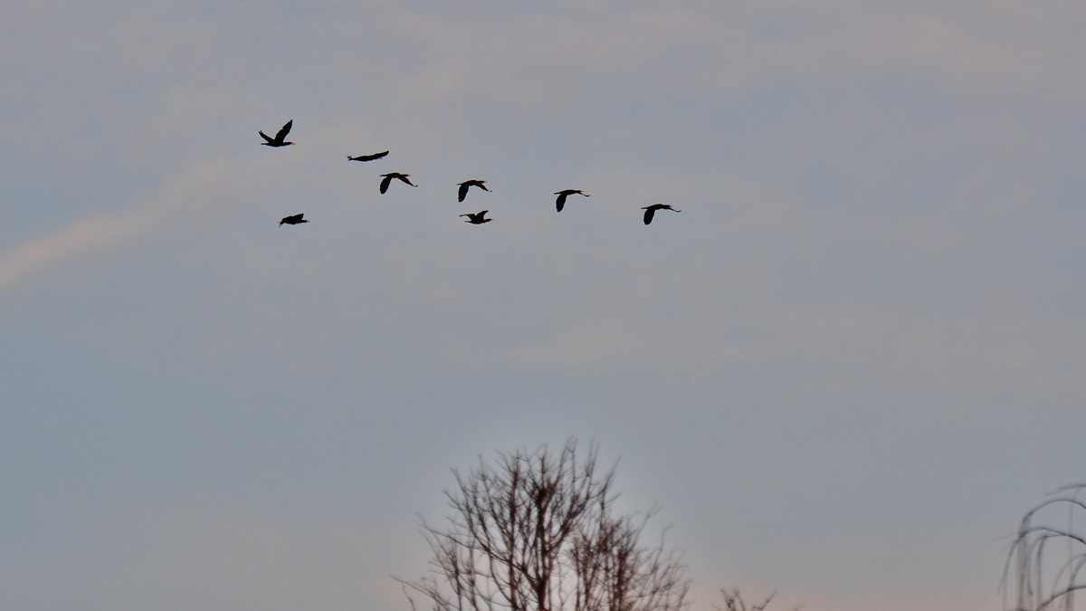 【视觉光影】明 湖 鸬 鹚 （26）