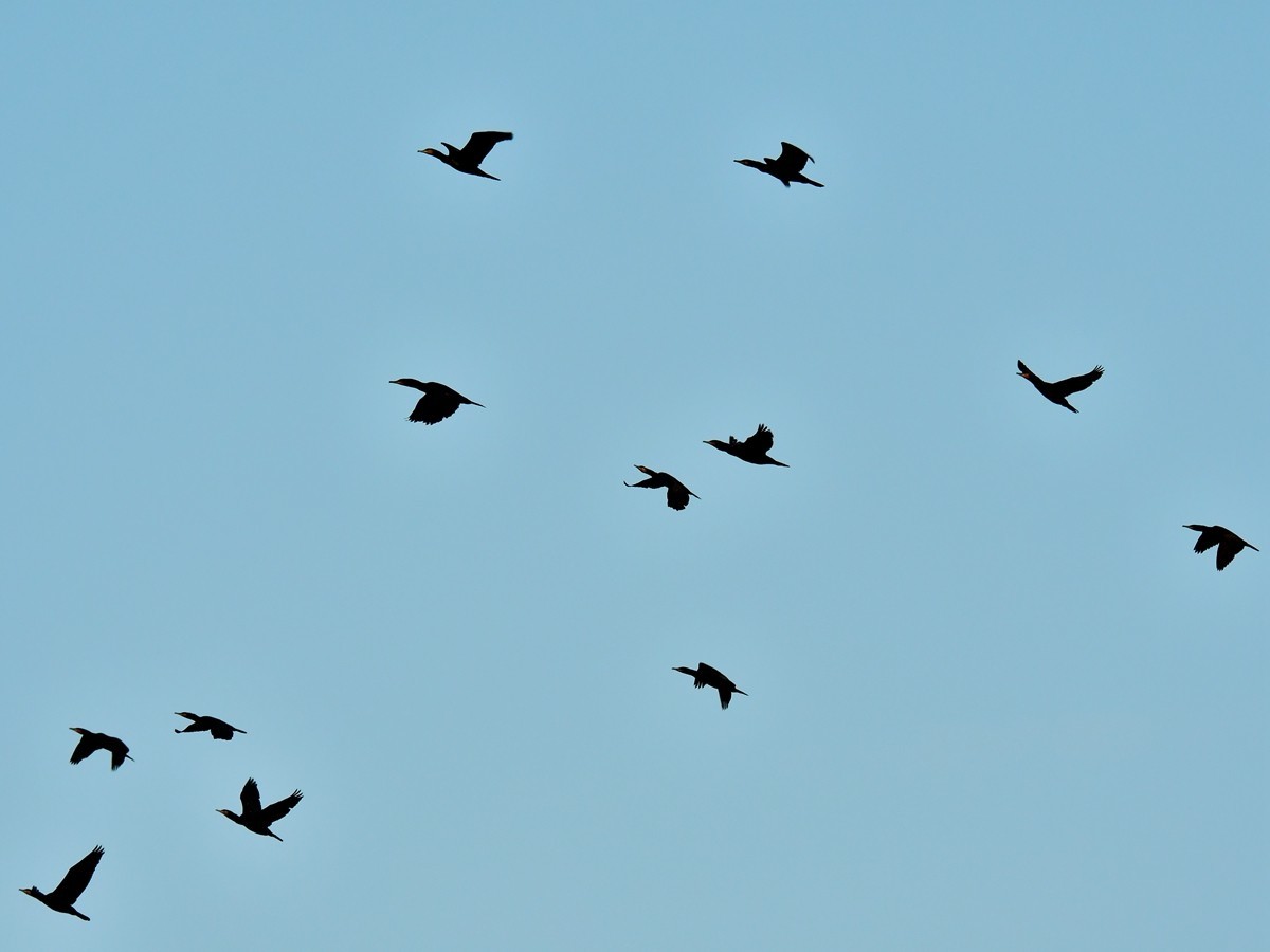 【视觉光影】明 湖 鸬 鹚 （26）