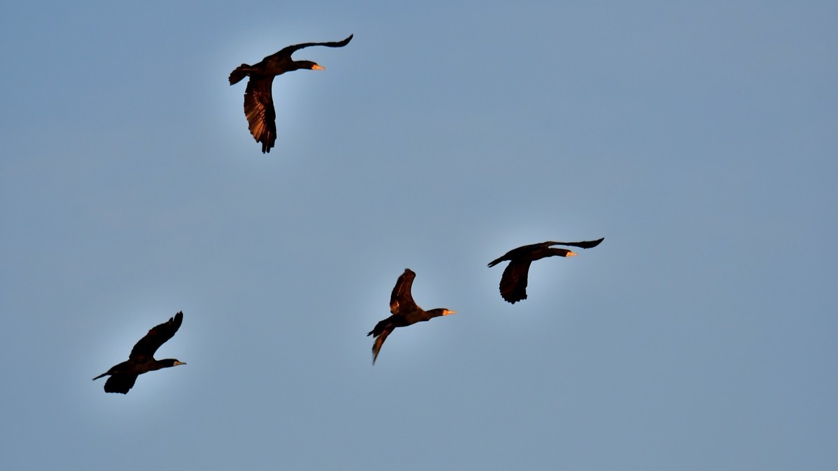 【视觉光影】明 湖 鸬 鹚 （26）