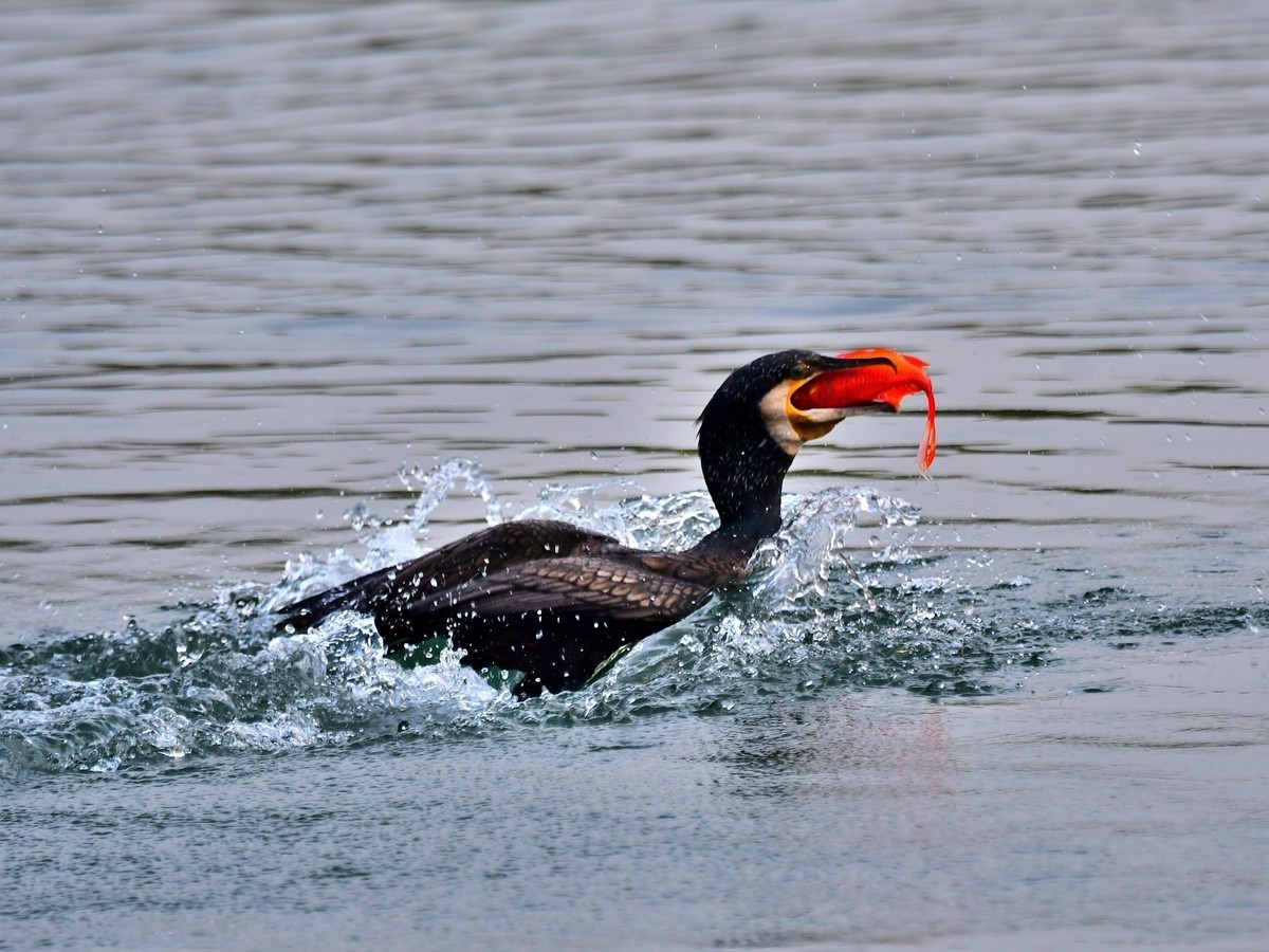 【视觉光影】明 湖 鸬 鹚 （26）