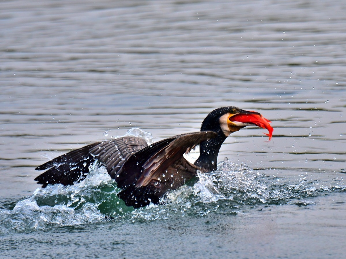 【视觉光影】明 湖 鸬 鹚 （26）