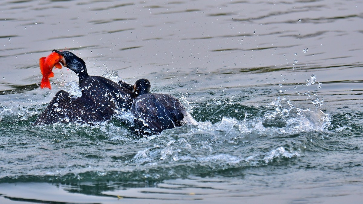 【视觉光影】明 湖 鸬 鹚 （26）