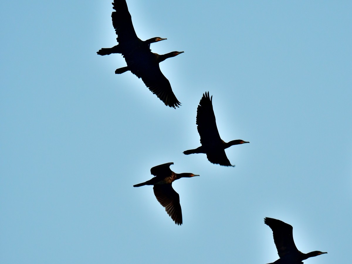 【视觉光影】明 湖 鸬 鹚 （26）