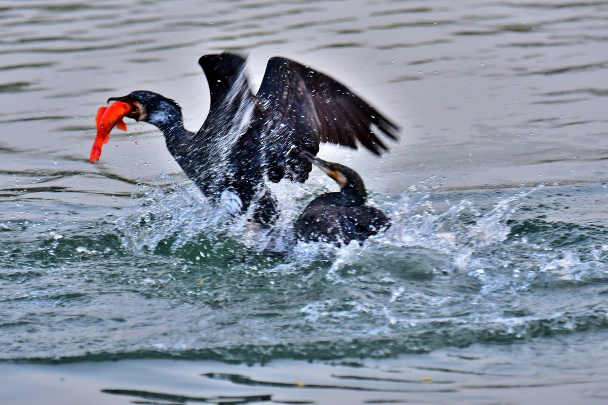 【视觉光影】明 湖 鸬 鹚 （26）