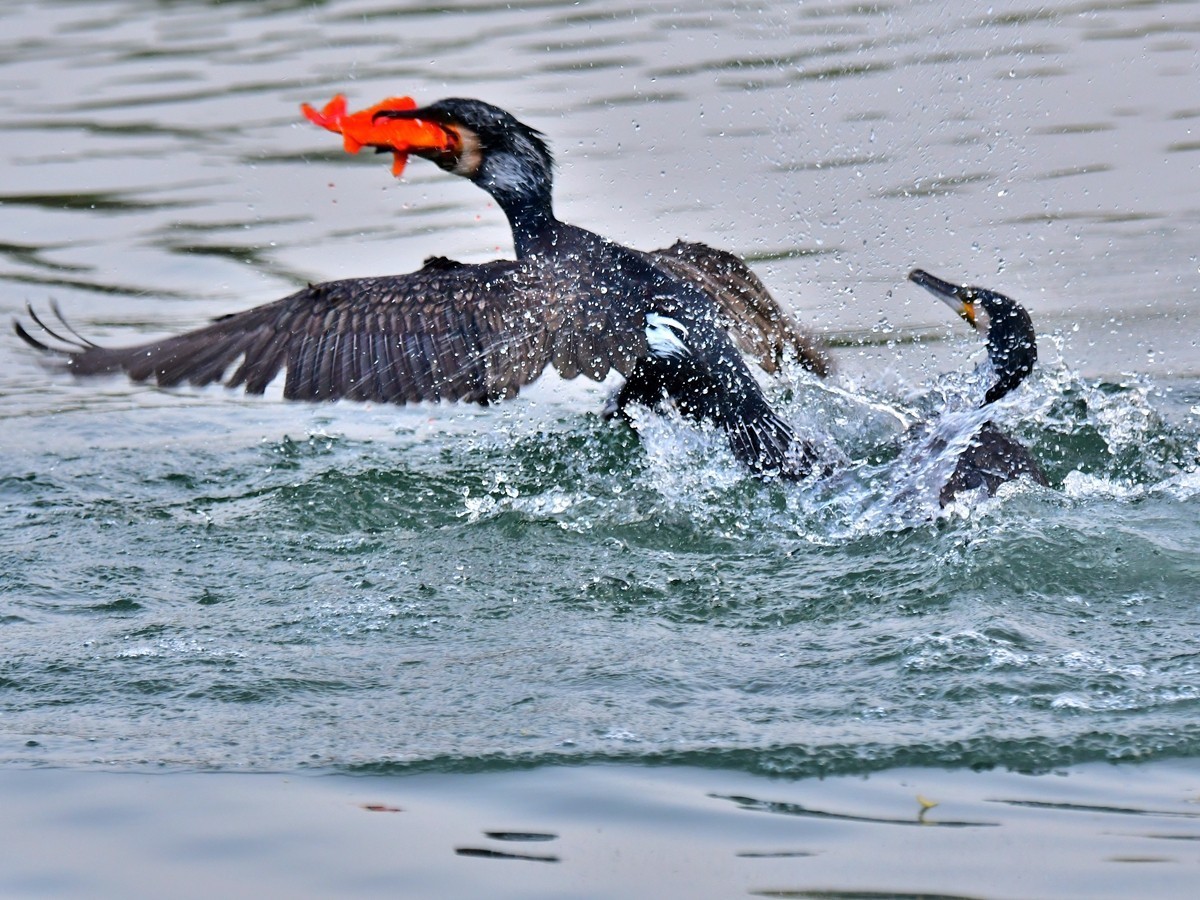 【视觉光影】明 湖 鸬 鹚 （26）