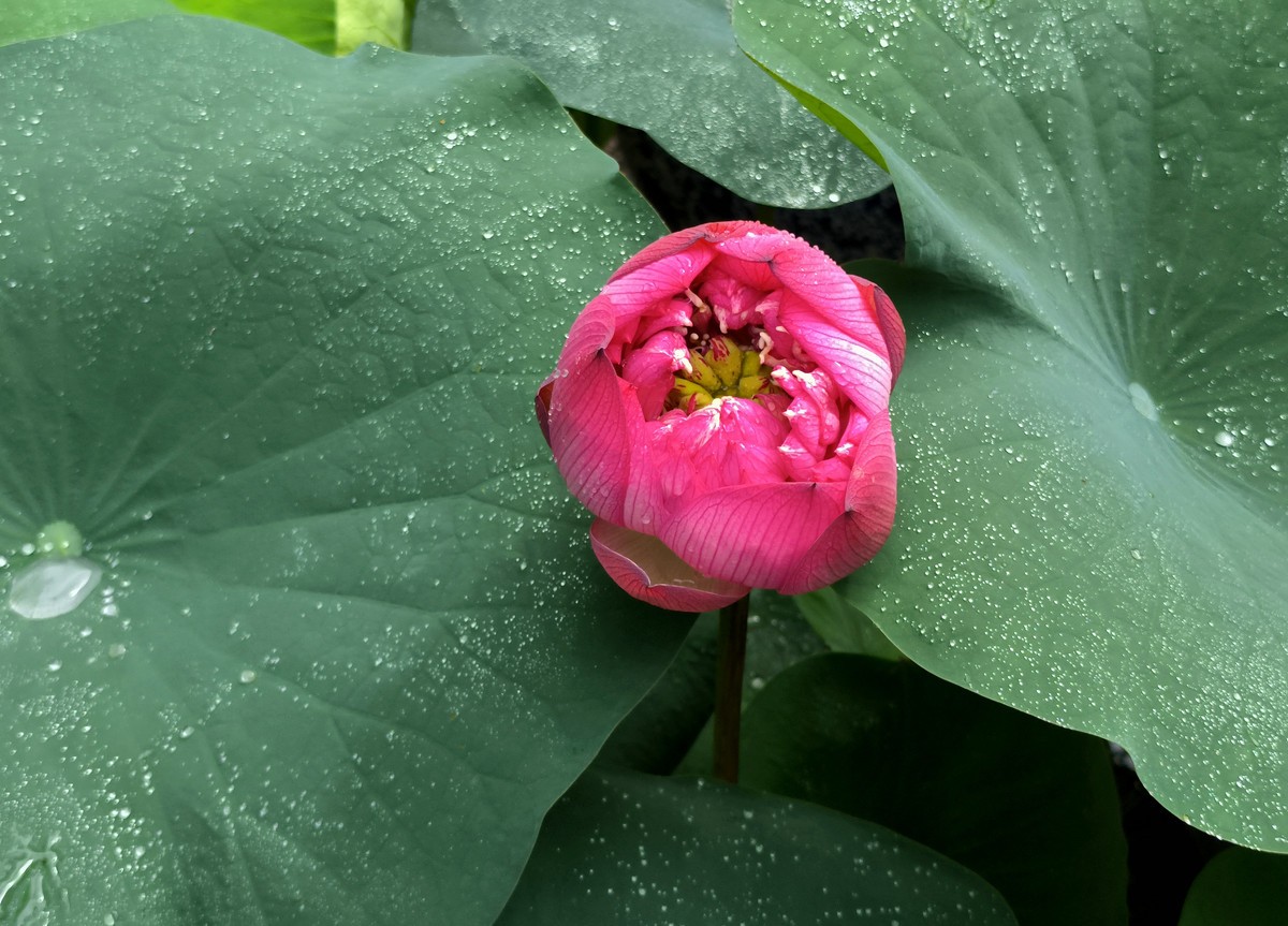 六榕寺的荷花。
