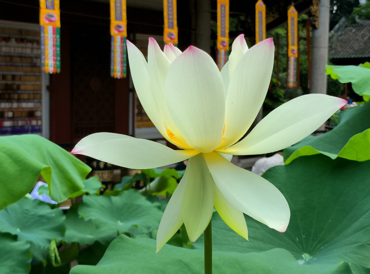 六榕寺的荷花。