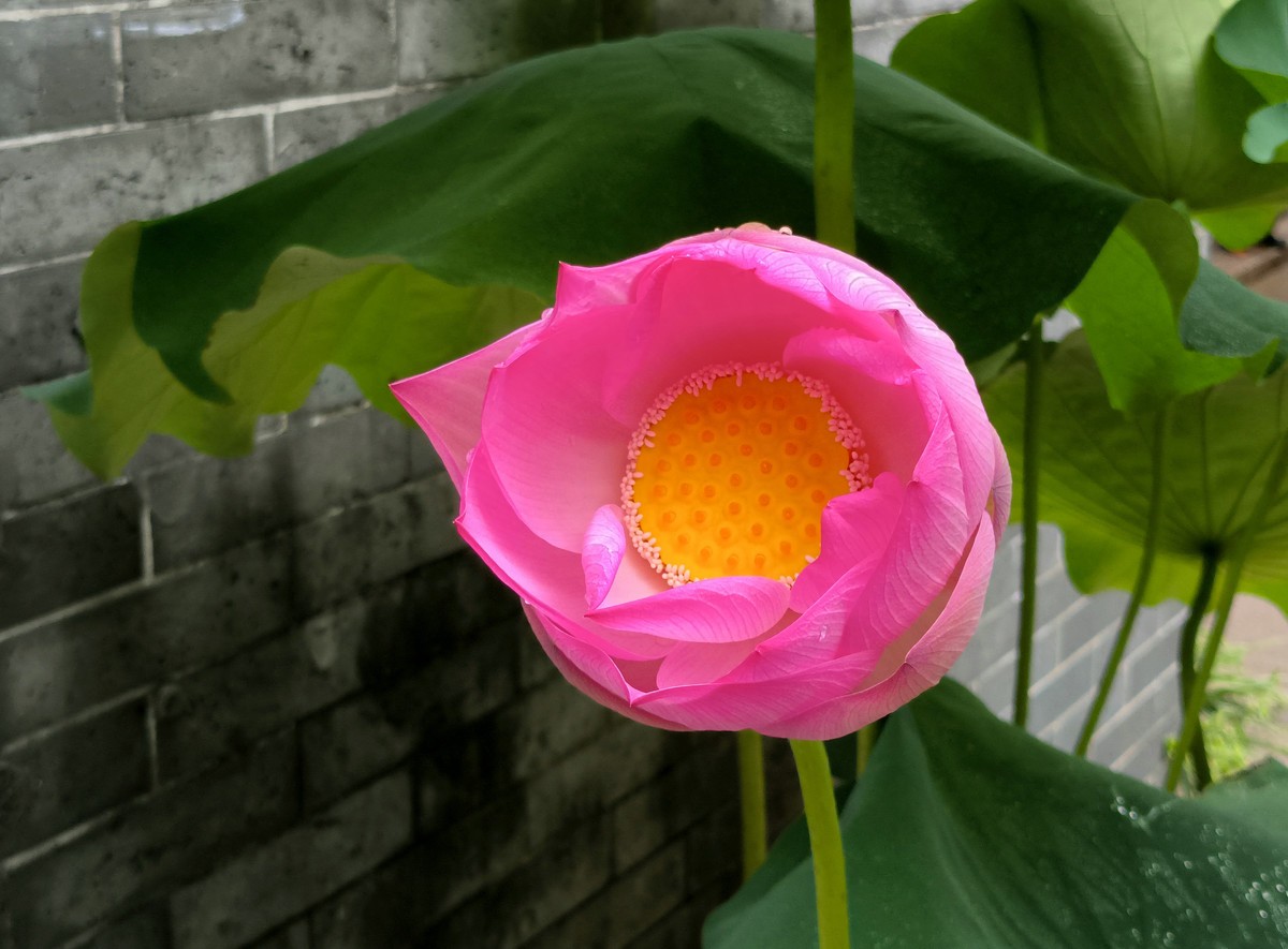 六榕寺的荷花。