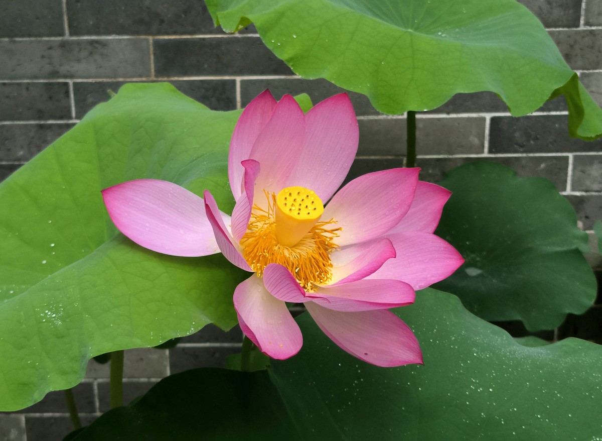 六榕寺的荷花。