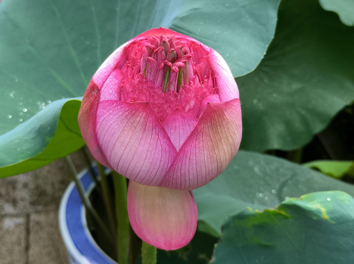 六榕寺的荷花。