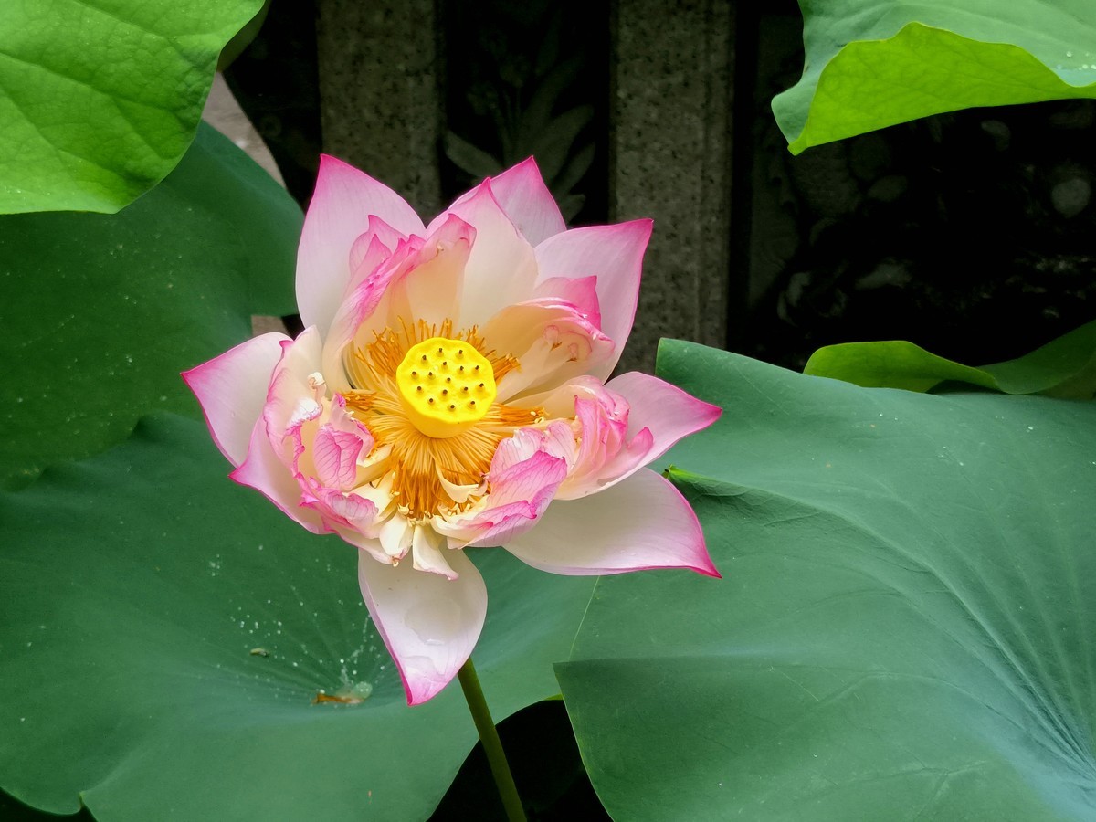 六榕寺的荷花。