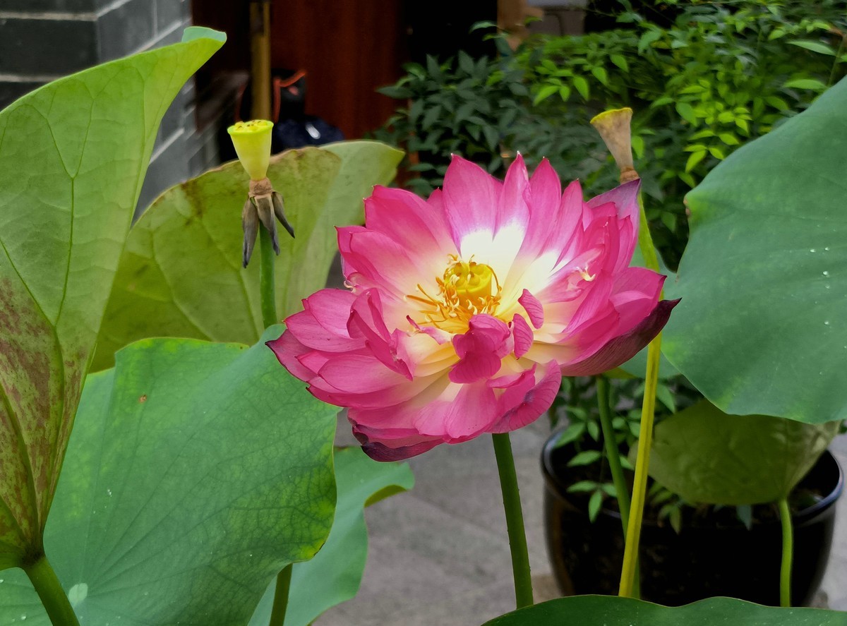 六榕寺的荷花。