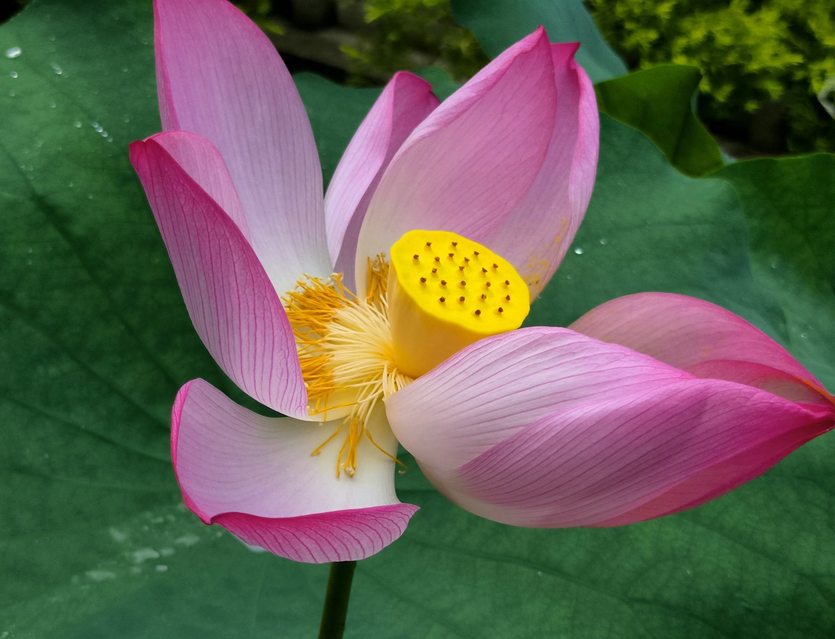 六榕寺的荷花。