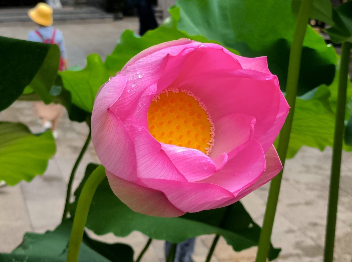 六榕寺的荷花。