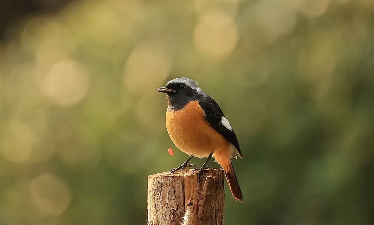 北紅尾鸲--高速连拍
