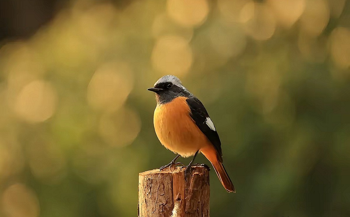 北紅尾鸲--高速连拍