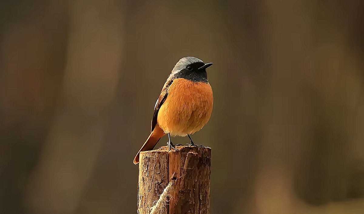 北紅尾鸲--高速连拍