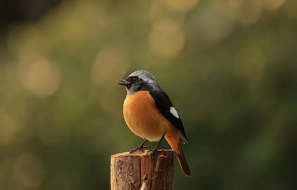 北紅尾鸲--高速连拍