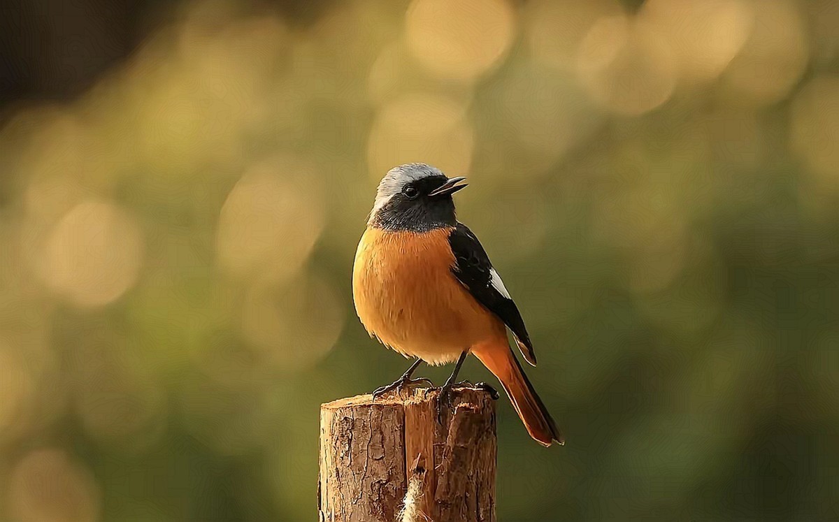 北紅尾鸲--高速连拍
