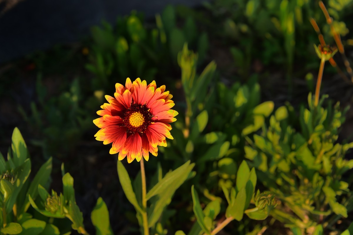 邛海湖畔【14】