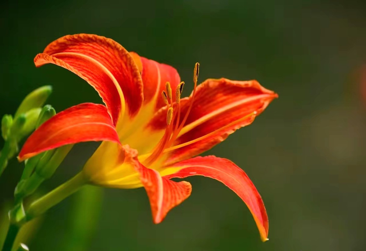 大花萱草3