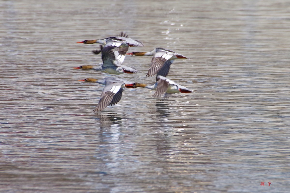国家一级重点保护动物——中华秋沙鸭